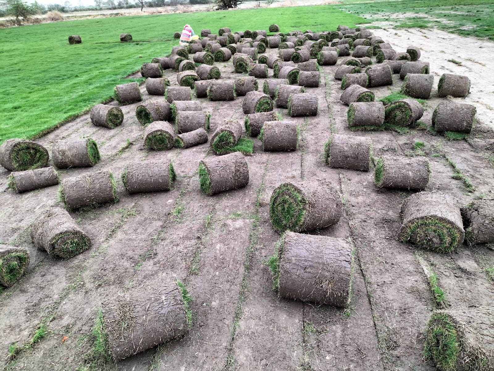 Green Natural Lawn Grass