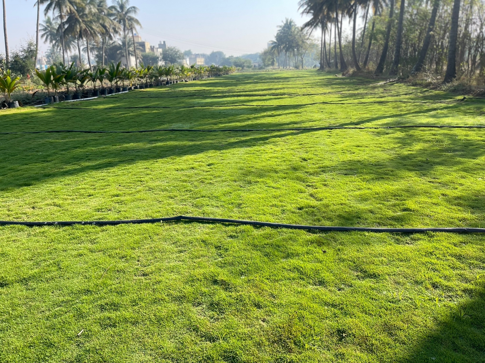 Natural Lawn Grass