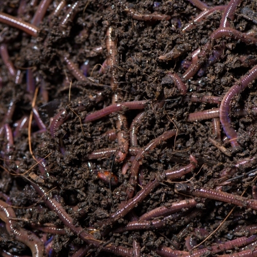 Earthworm Vermi Compost
