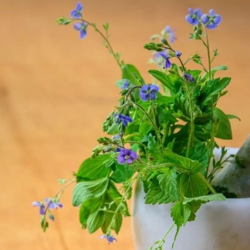 Natural Herb Plant