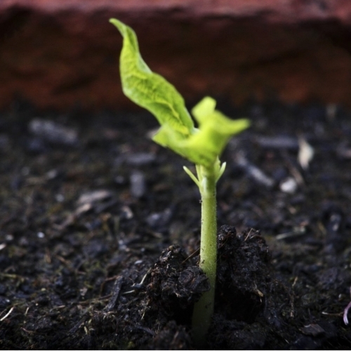 Powder Vermicompost Fertilizer