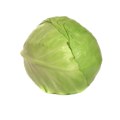 Fresh Cabbage