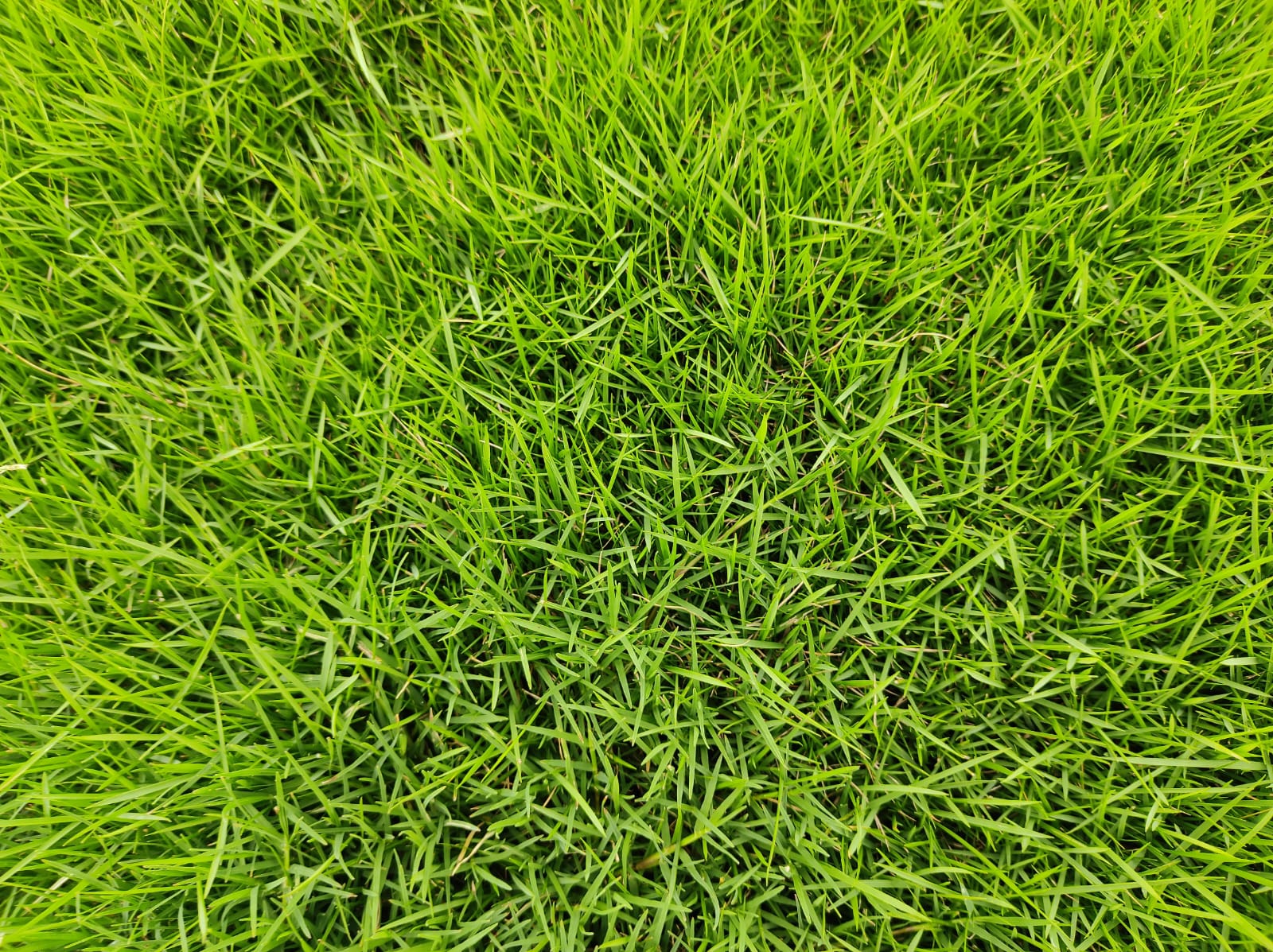 Mexican Grass For Home Lawns - Color: Green