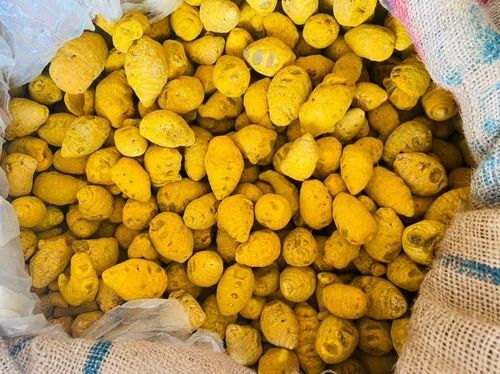 Turmeric Bulb