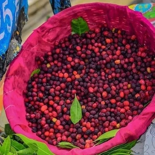 Natural Bayberry Fruit