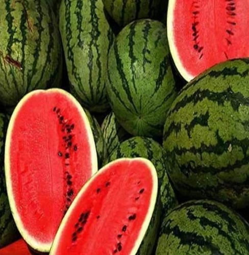 A Grade Fresh Watermelon