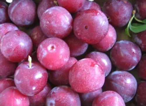 A Grade Plum Fruit