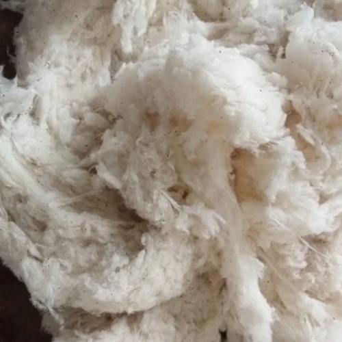 Cotton Flat Ring Fs