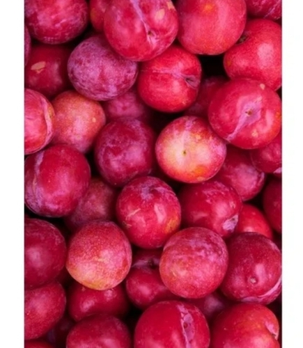 Ruby Grade Plum Fruit