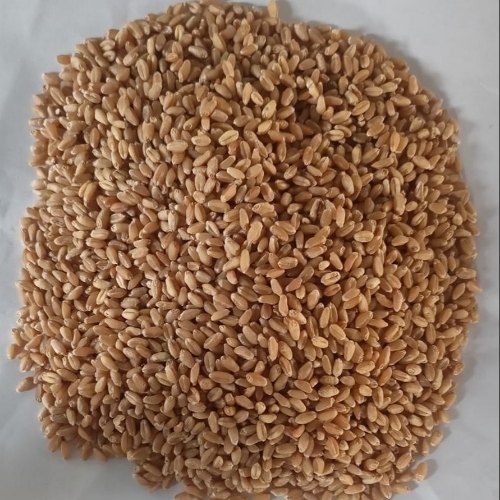 Sharbati Food Wheat Grains