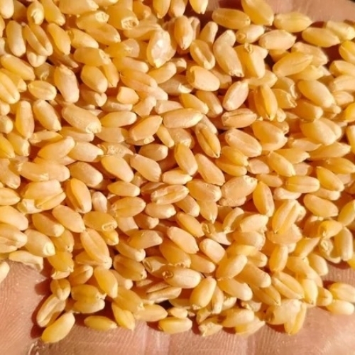 Wheat Grains