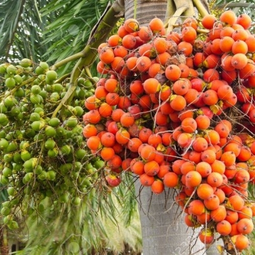 Organic Areca Nut