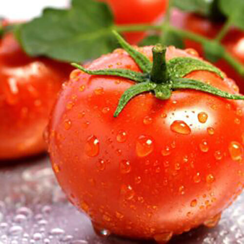 Fresh Tomatoes - Moisture (%): 99%
