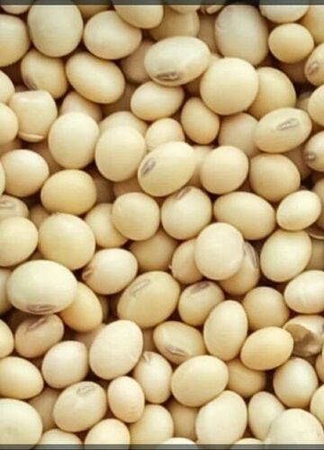 Soya Bean
