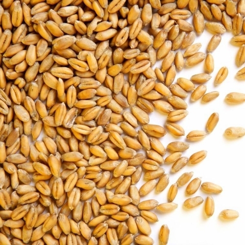 Wheat Grain 