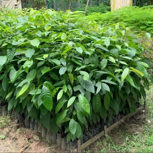 Mahogany Plant