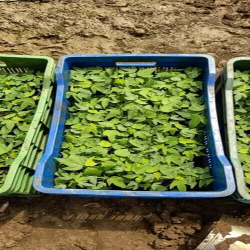 Papaya Plant