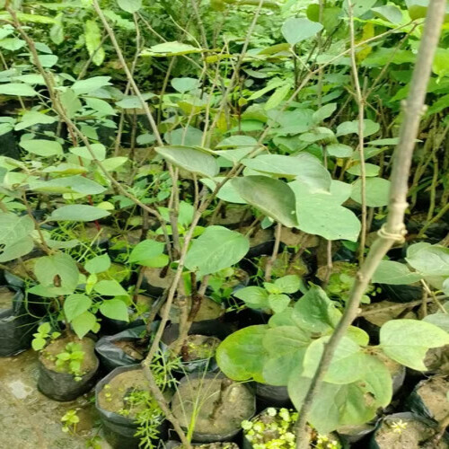 Persimmon Plant