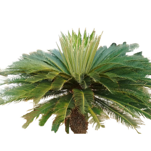 Cycas Palm Plant