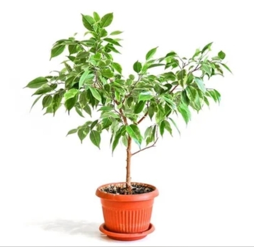 Ficus Benjamina Plant