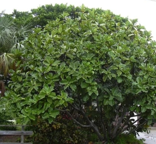 Ficus Lyrata Tree