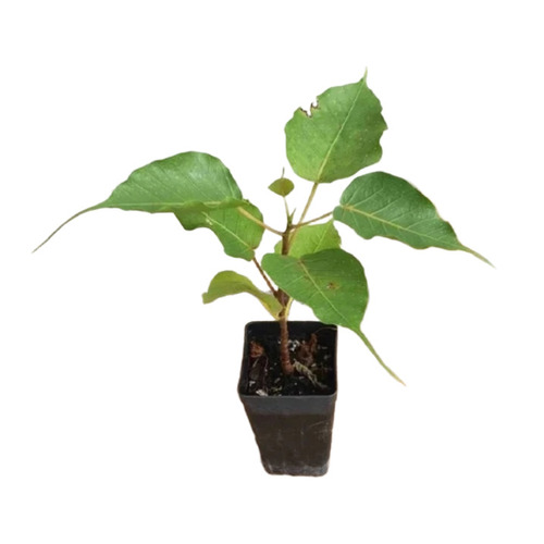 Ficus Tree