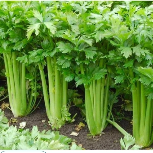 Green Fresh Celery