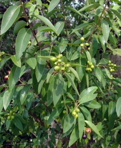 Sandalwood Plant Nursery