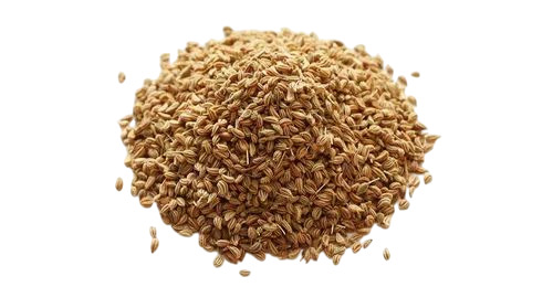 Fresh Ajwain