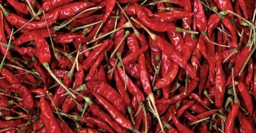 Indian Red Chilli