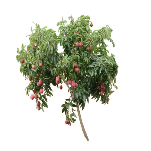 Litchi Fruit Plant