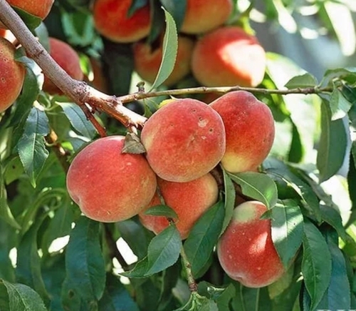 Peach Fruit Plant