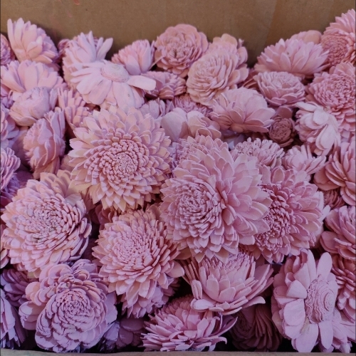 Shola Flowers