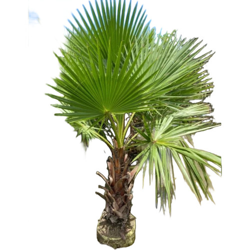 Washingtonia Palm Tree