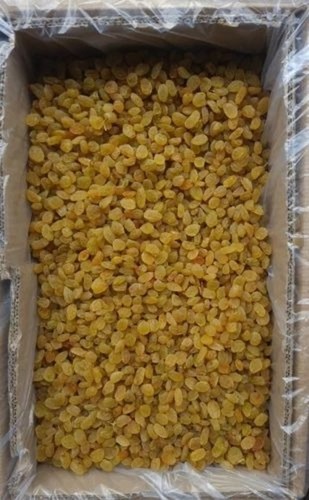 Golden Round Raisin