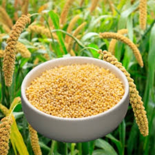 Foxtail Millet - Yellow Hard Smooth Texture Purity â¥ 99% Moisture â¤ 12% | Gluten Free Low Glycemic Index High Protein Supports Weight Management