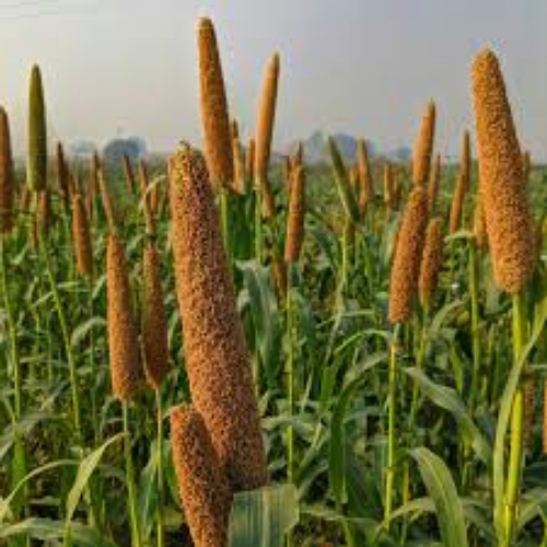 Discover millet