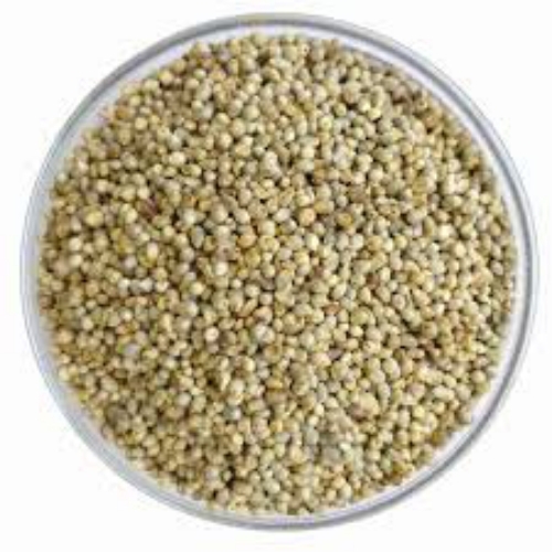Pearl millet