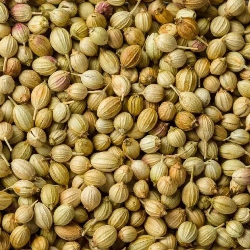 Brown Coriander Seed