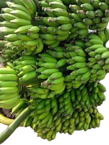 Green Banana