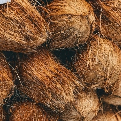 Fresh Coconuts - Whole Oval Shape, Brown Semi-Husked | Natural Dried, Very Good Quality, Common Cultivation, Customized Size