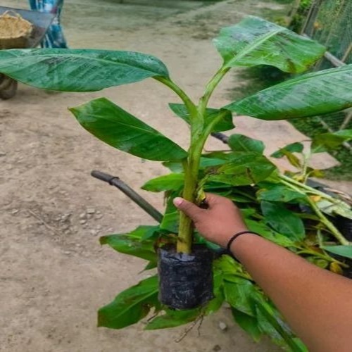 Banana Tissue Culture Plants