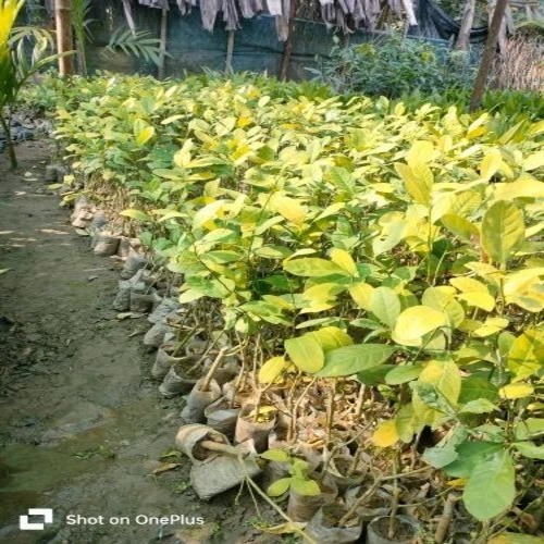 Lemon Tree