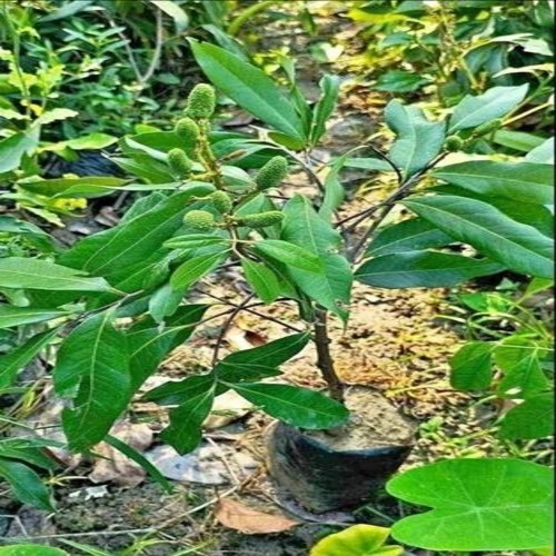 Litchi Plants