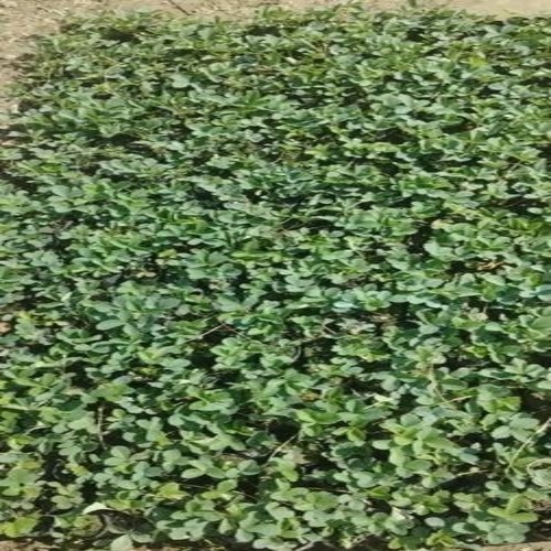 Strawberry Fruit Plant