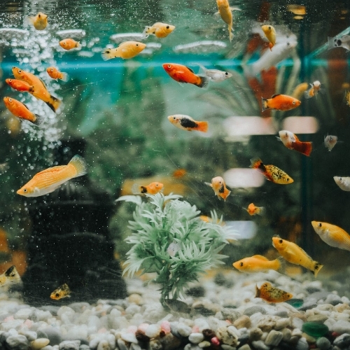 Fish Tank