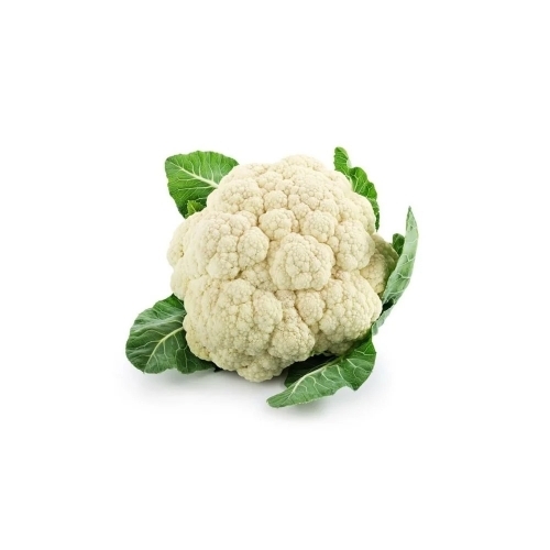 White A Grade Fresh Cabbage