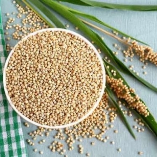 Jowar Sorghum