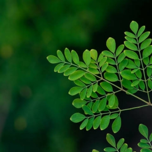 Organic Green Moringa Leaf