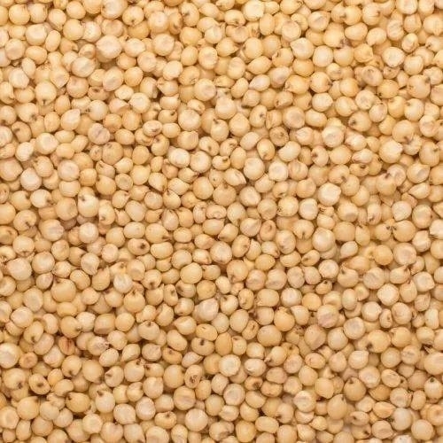 Yellow Sorghum